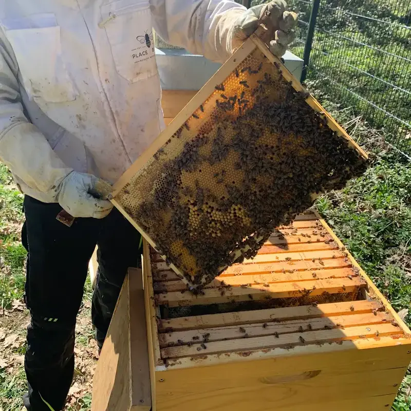 Beekeeper holding a honeycomb frame above a wooden beehive box outdoors