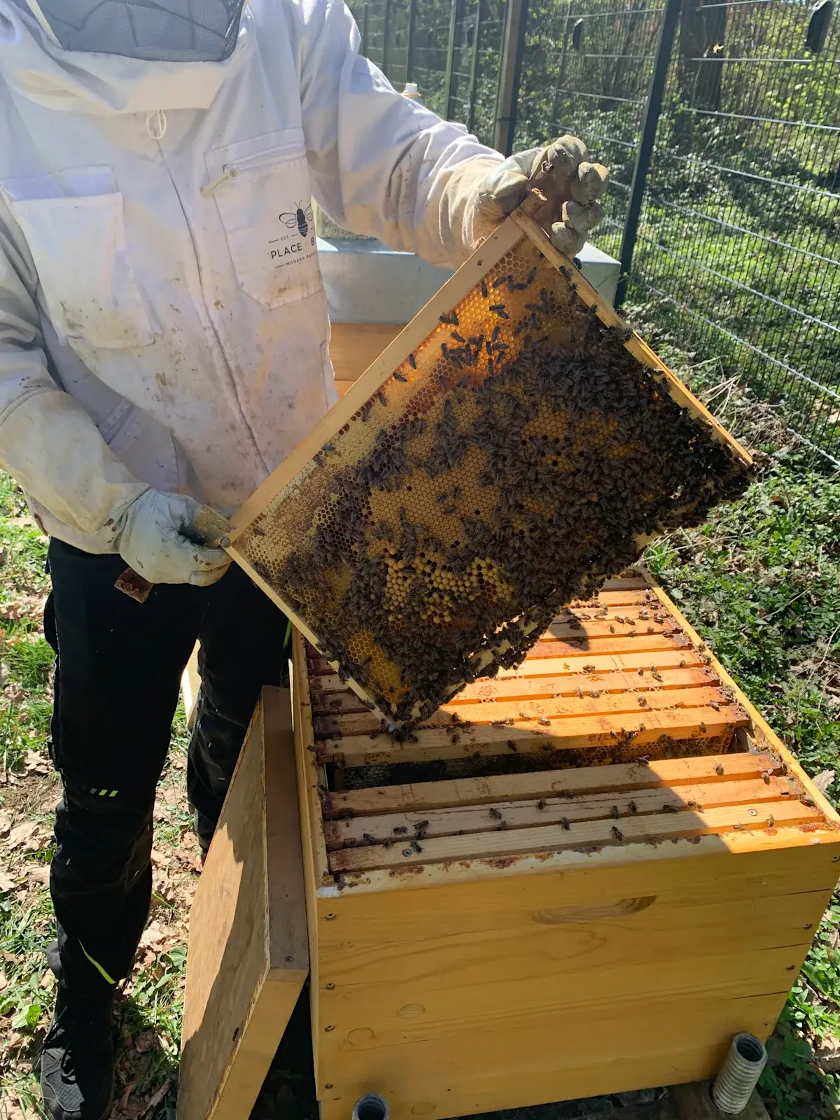 Beekeeper holding a honeycomb frame above a wooden beehive box outdoors